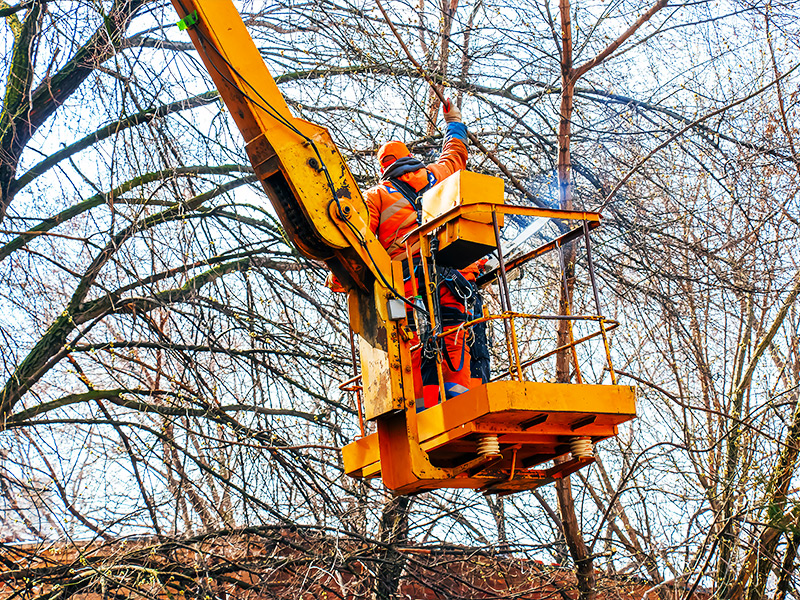 Plataformas elevatórias para corte de árvores: como escolher a certa para o seu trabalho